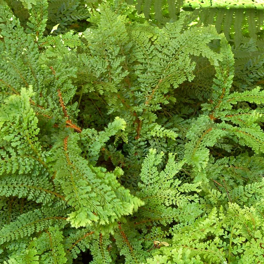 [885] Polystichum setiferum 'Rotundato-Cristata'