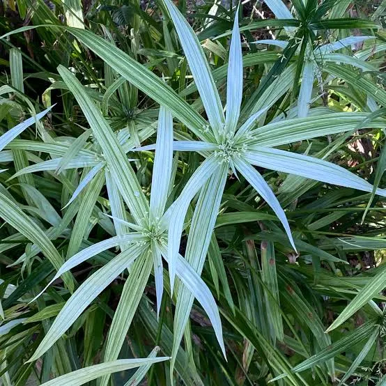 [903] Cyperus albostriatus 'Variegatus'