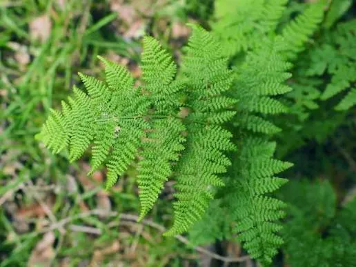 Hypolepis millefolium