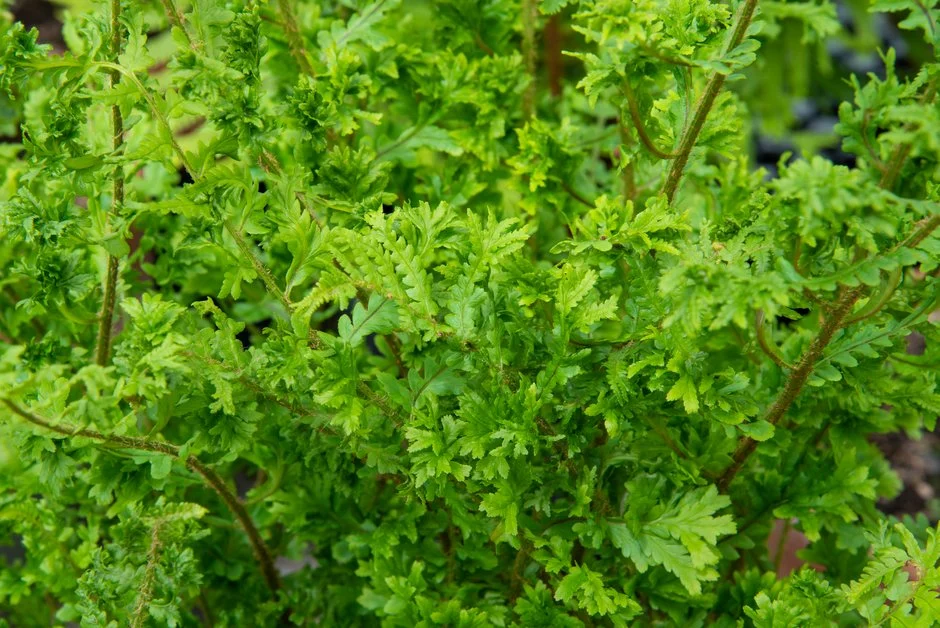 Dryopteris affinis 'Grandiceps Askew'