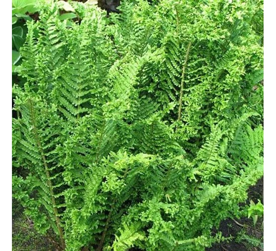 Dryopteris filix-mas 'Crispa Cristata'