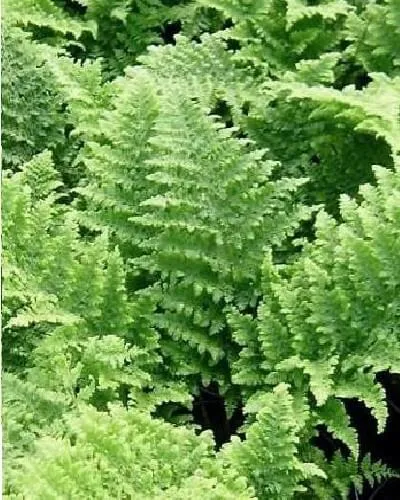 Dryopteris dilatata 'Crispa Whiteside'