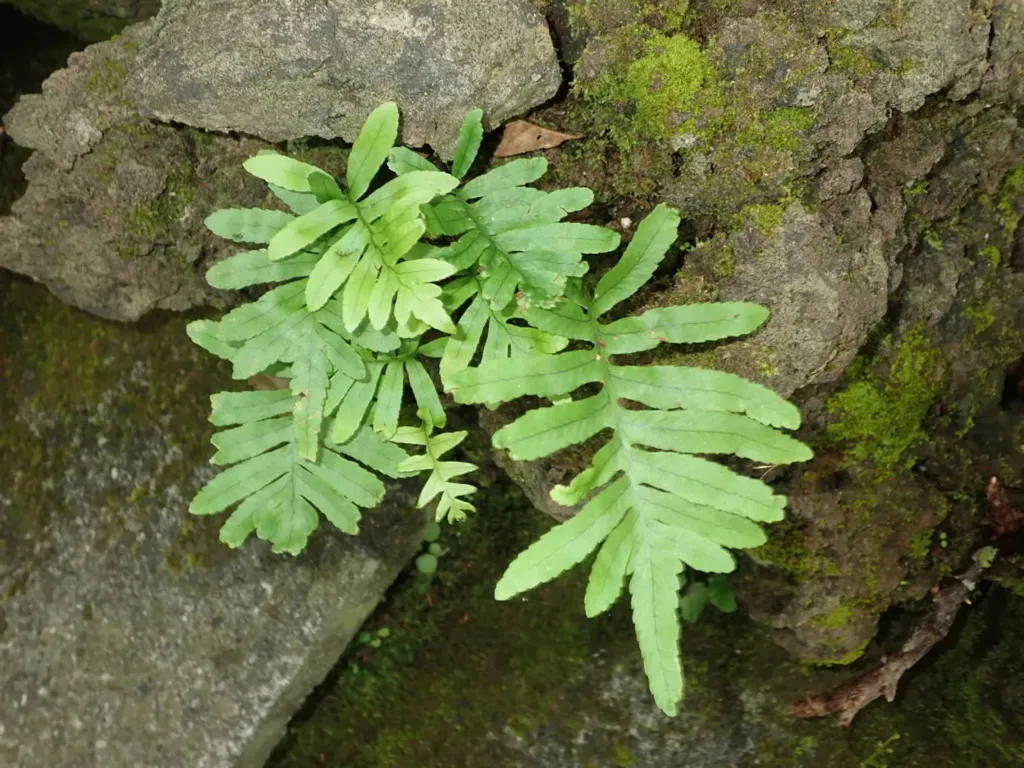 Polypodium macaronesicum