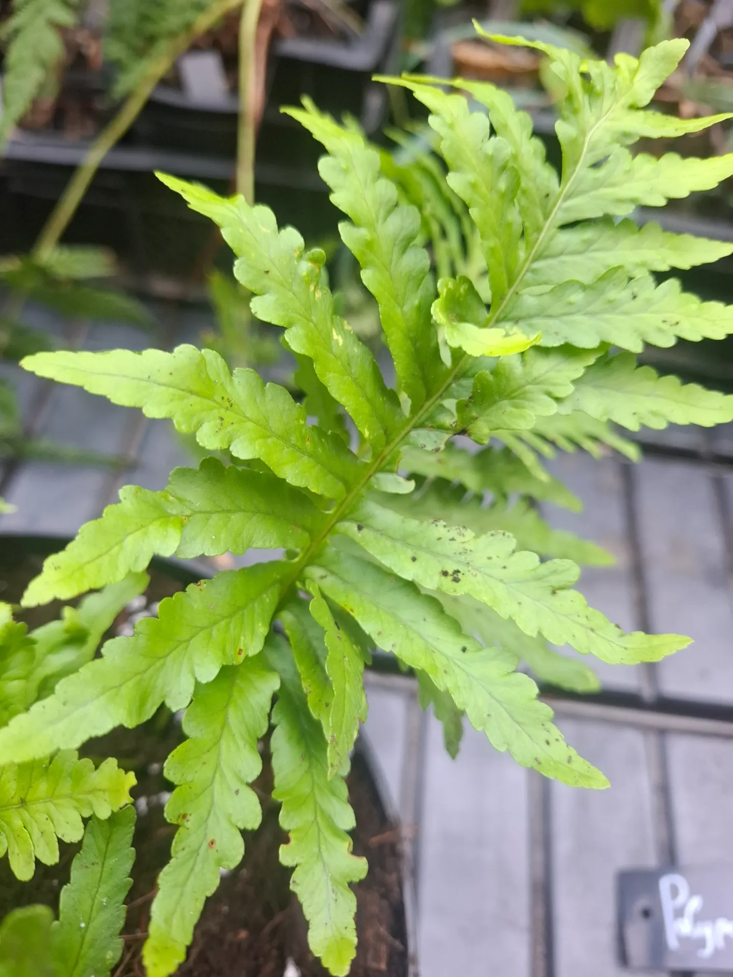 Polypodium cambricum 'Herbert Whitley'