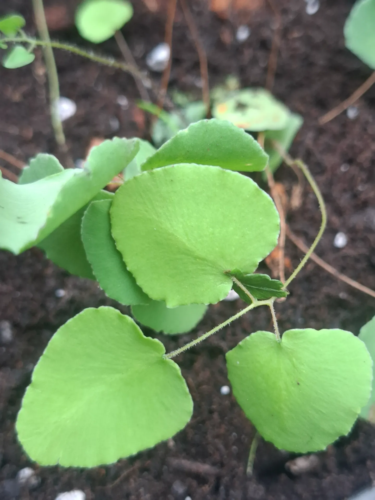 Pellaea ovata