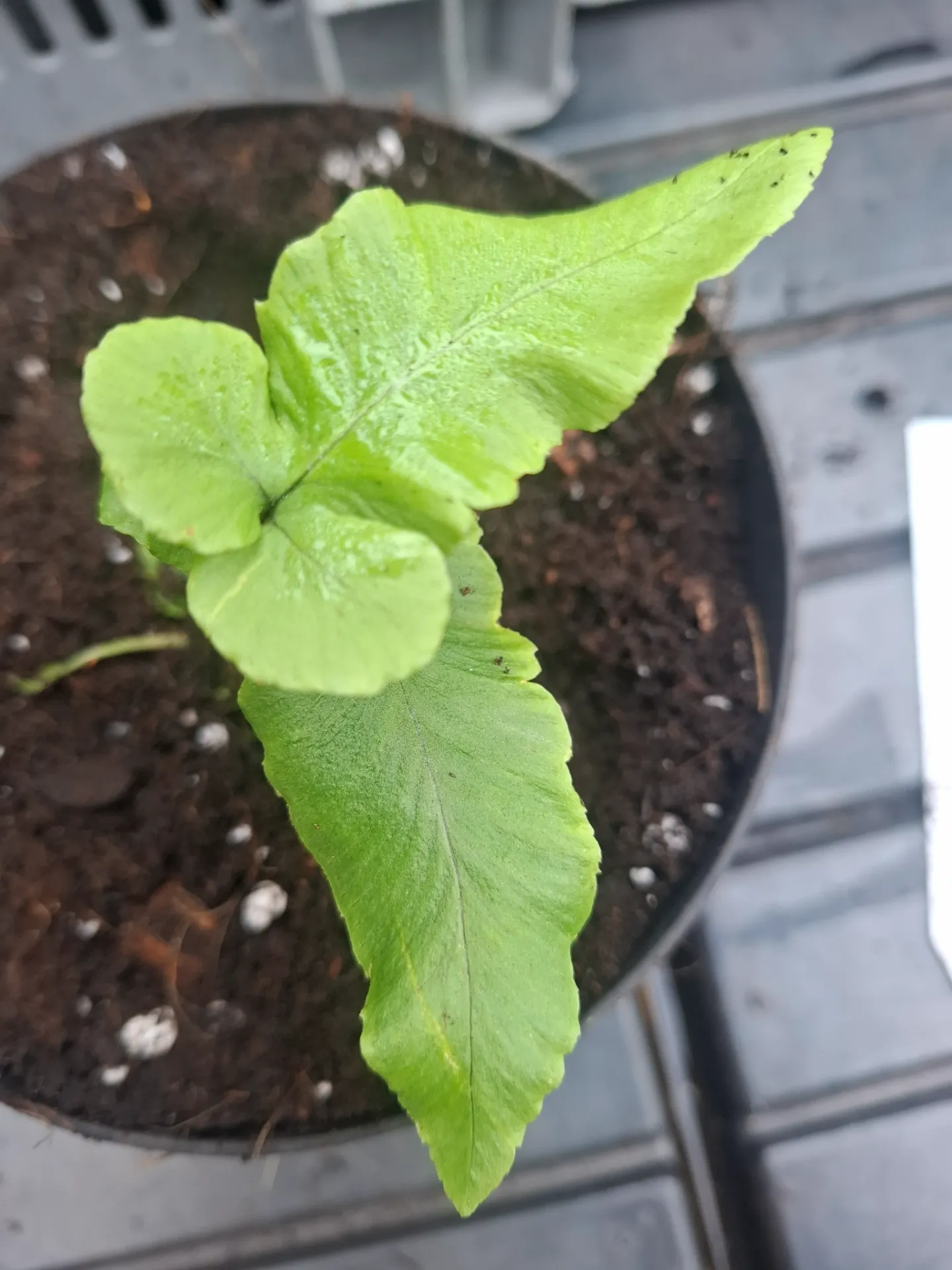 Dryopteris enneaphylla