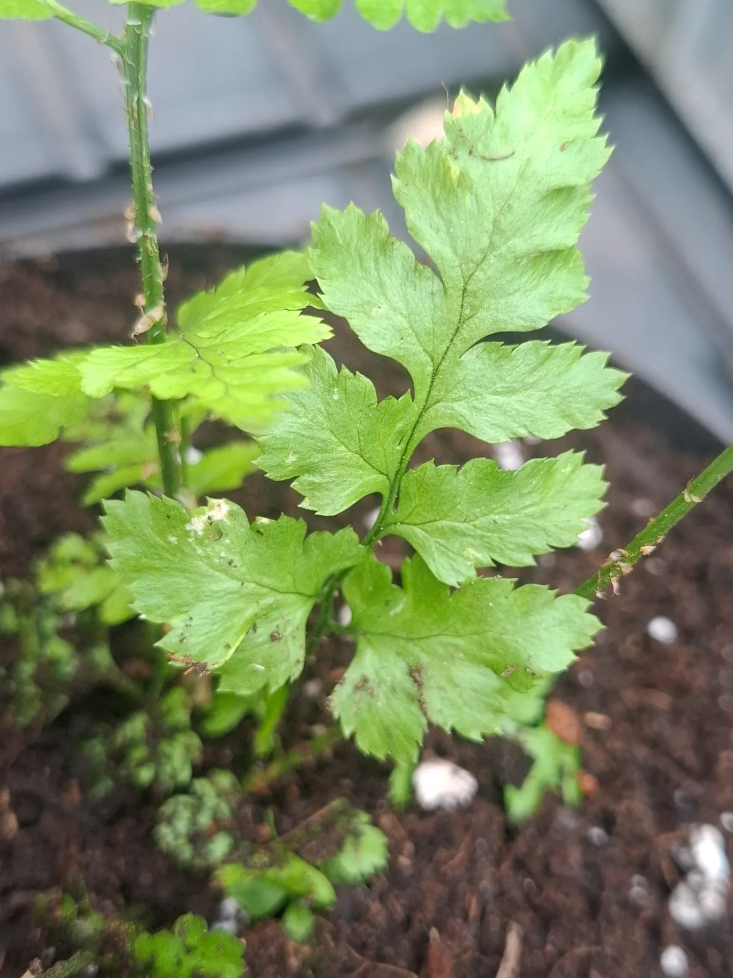 Dryopteris celsa
