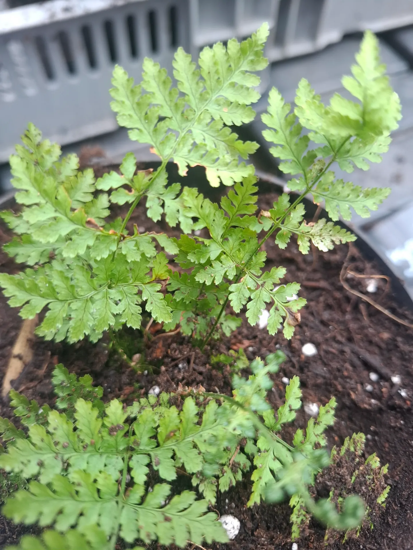 Dryopteris intermedia