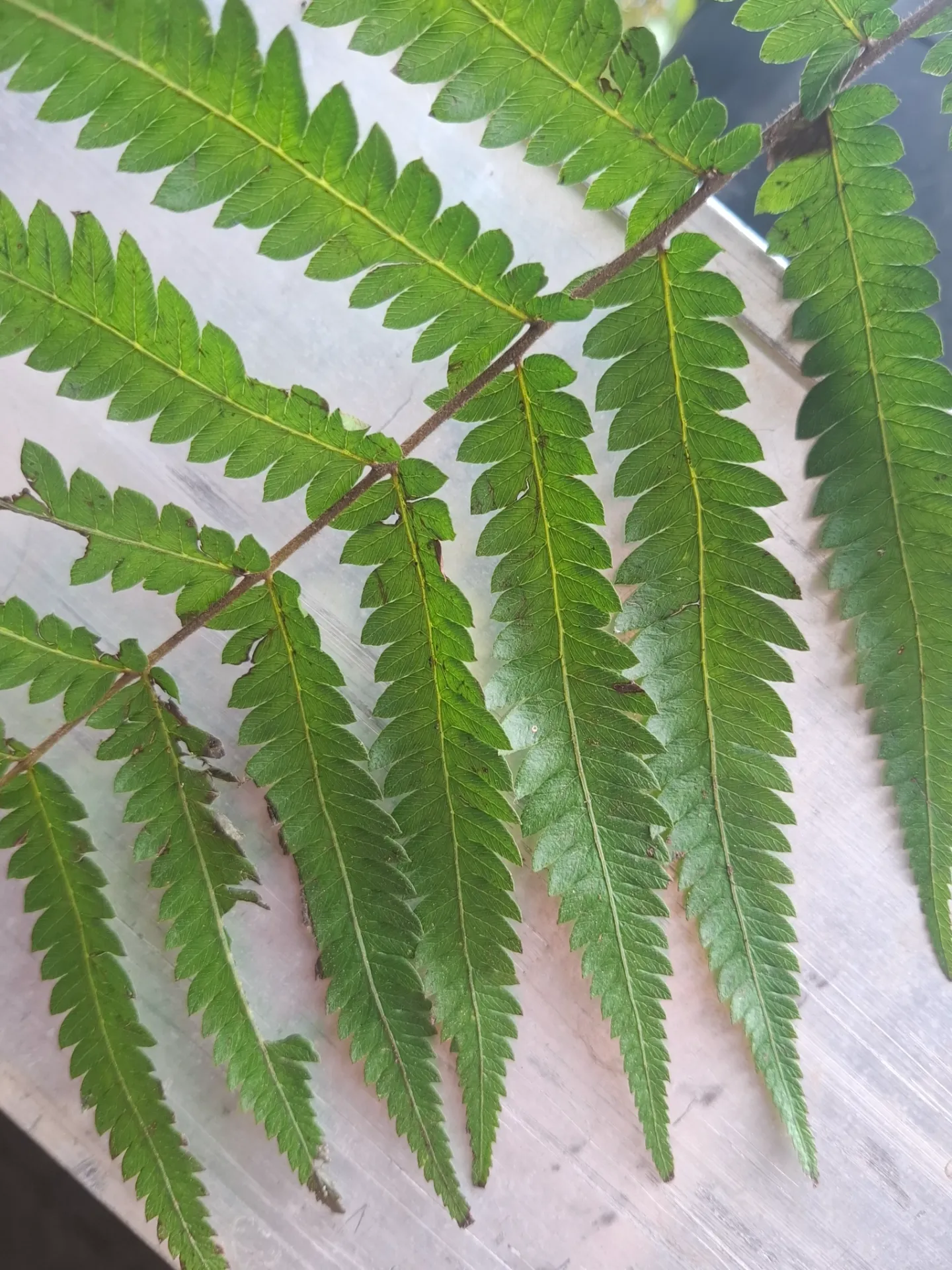 Thelypteris acuminata