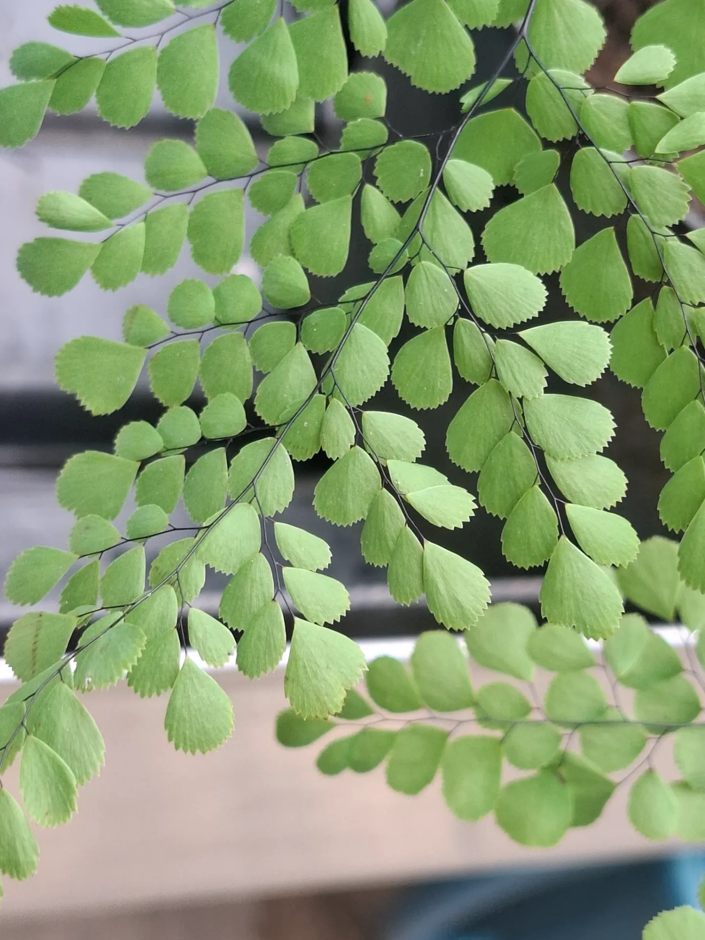 [924] Adiantum tibeticum