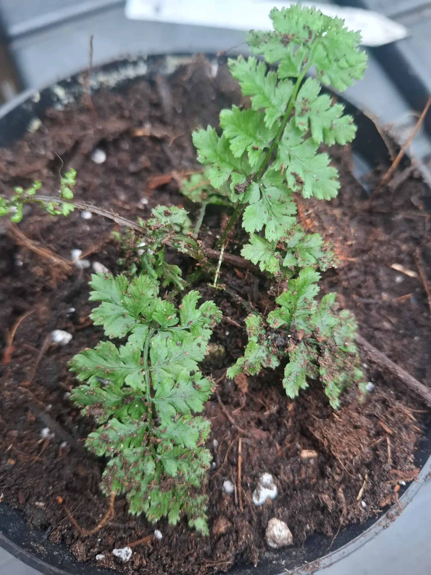 Athyrium badium (syn. Cornopteris badium)