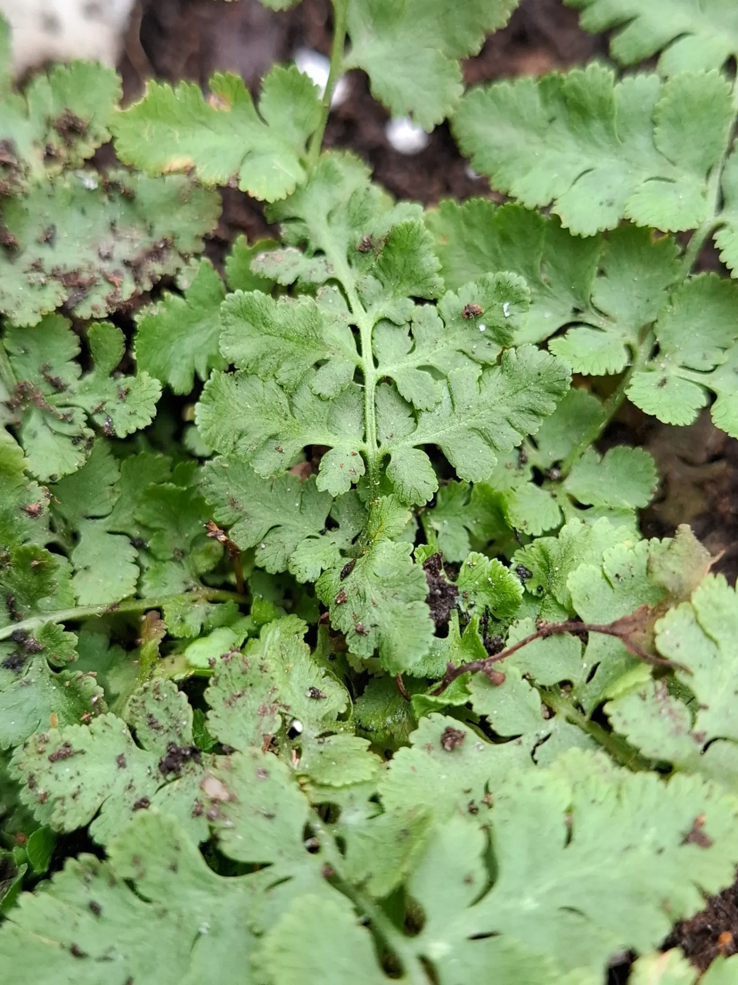 Woodsia obtusa
