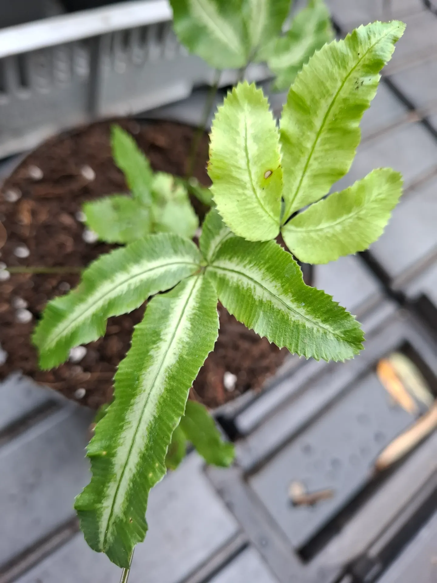 Pteris nipponica