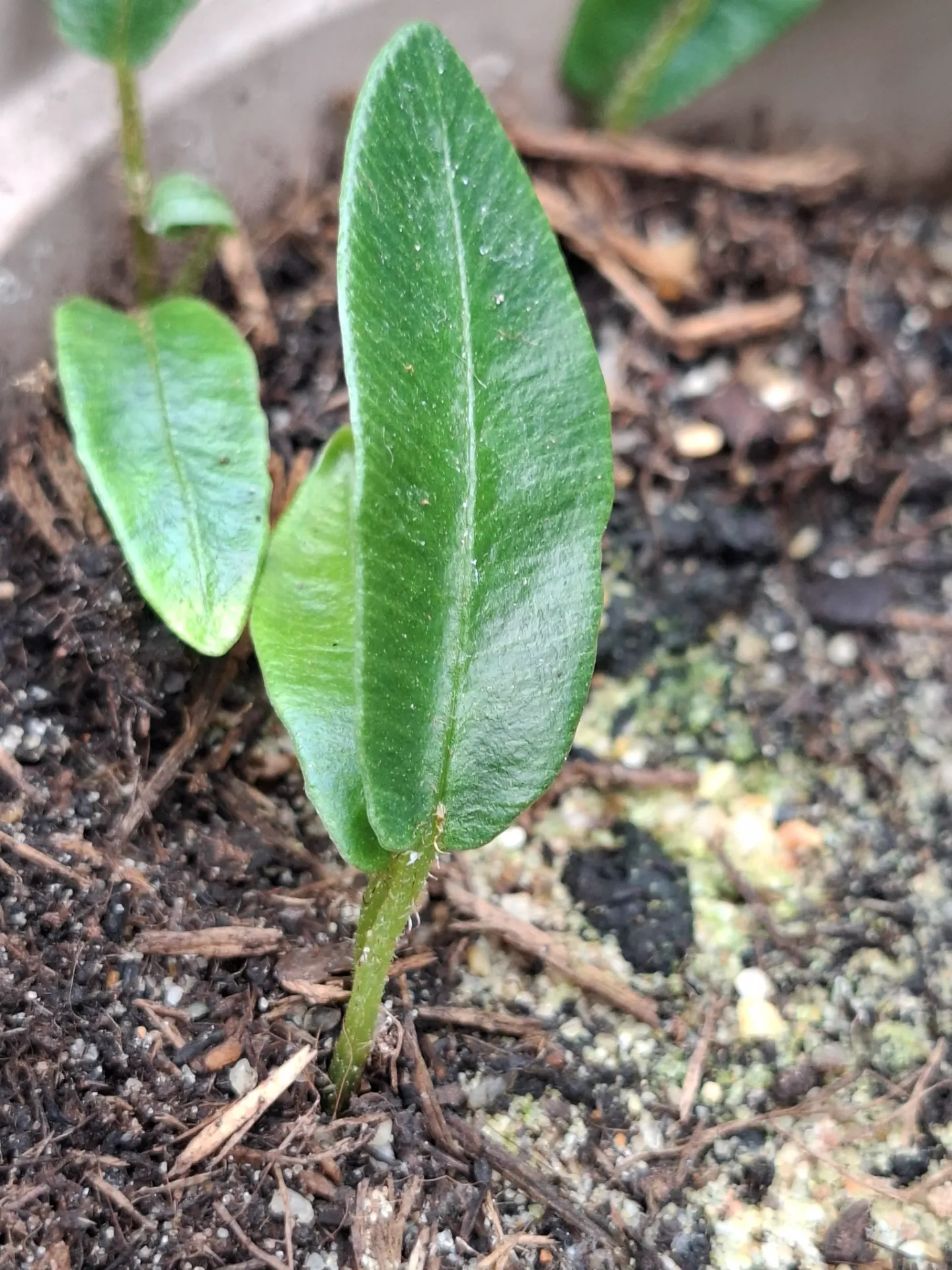 Deparia lancea