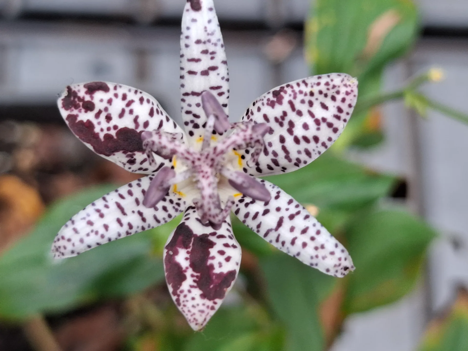 Tricyrtis 'Empress'
