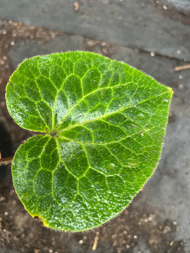 [944] Asarum crispulatum