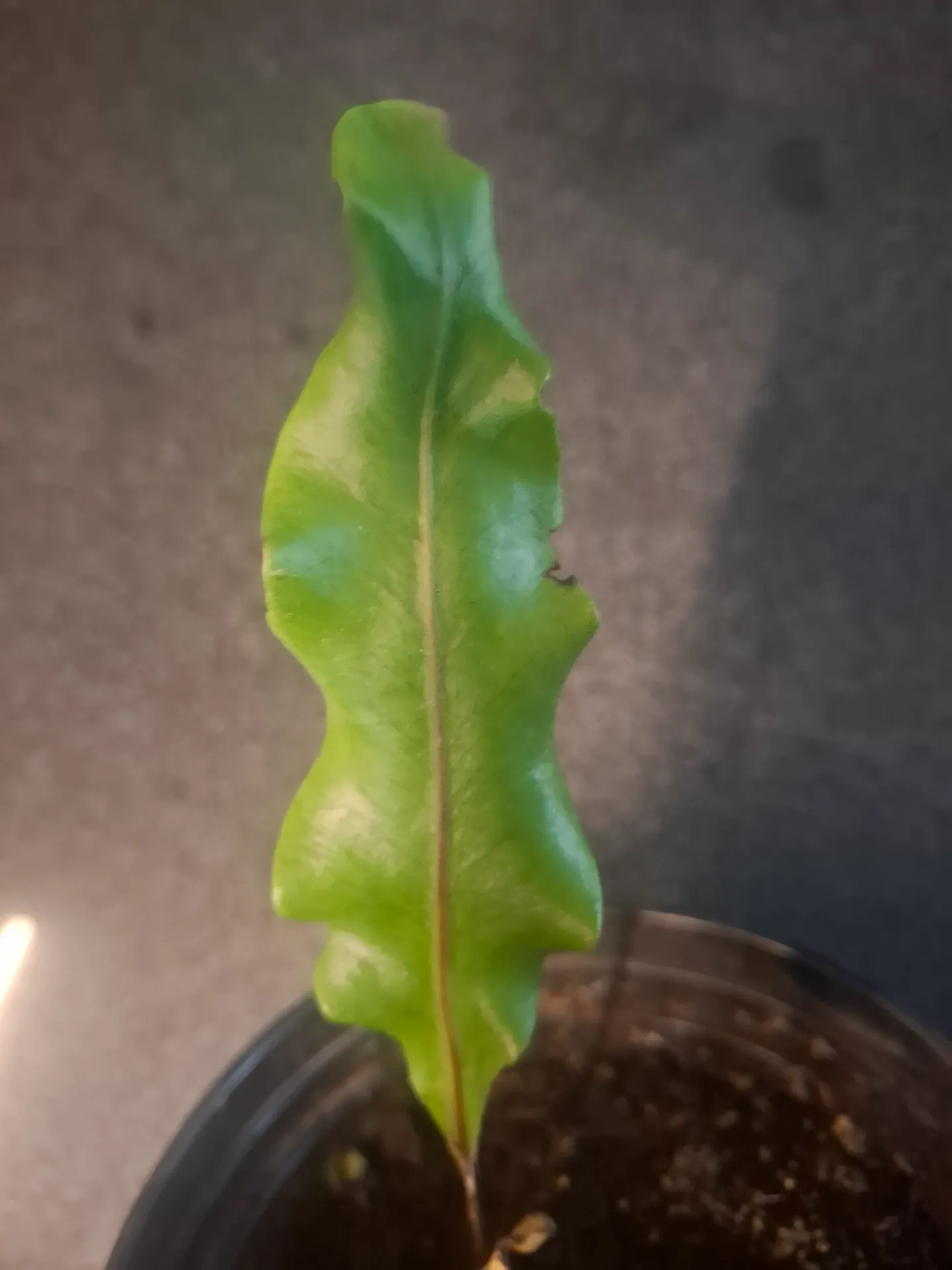 Lepisorus macrosphaerus 'Maximus'