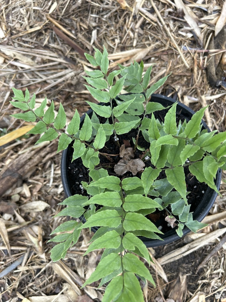Cyrtomium fortunei