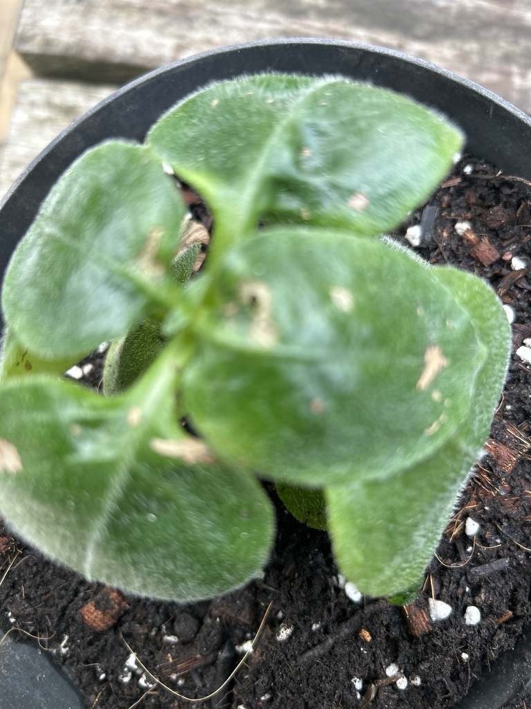 Hemiboea subcapitata