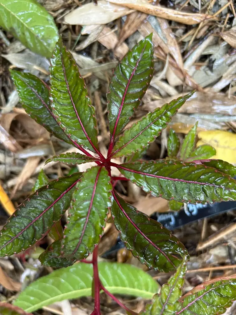 Impatiens omeiana 'Pink Nerve' (syn. 'Sango')