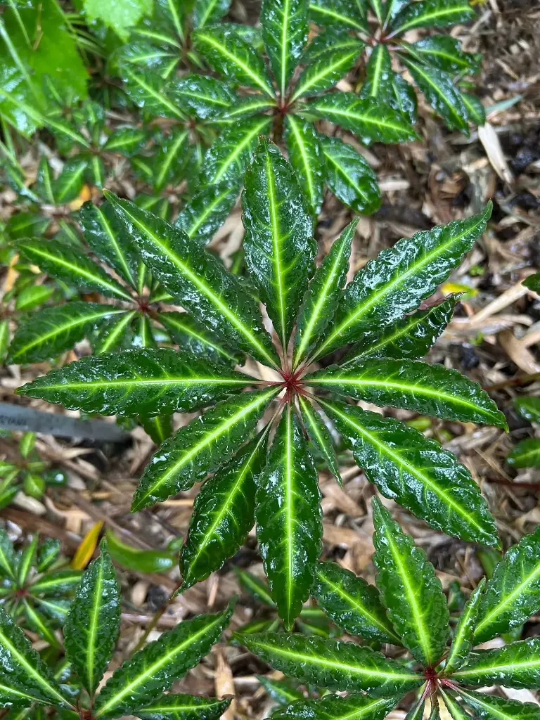 Impatiens omeiana 'Form 2'