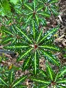 Impatiens omeiana 'Form 2'