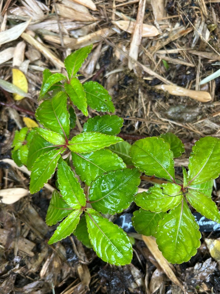 Impatiens omeiana 'Ice Storm'