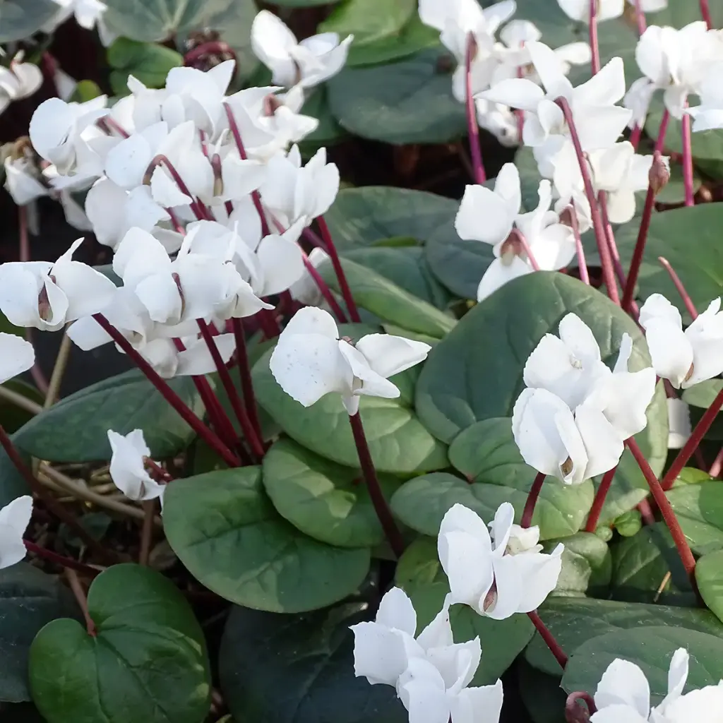 Cyclamen coum fleurs blanches (syn. coum albissimum?)