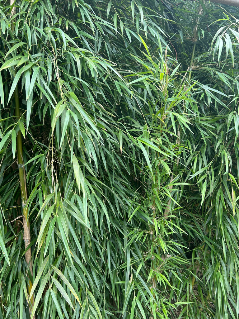 [43] Chusquea Culeou'Fillian'