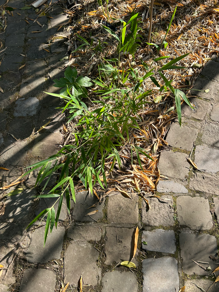 Chusquea culeou  'Caña Prieta' 