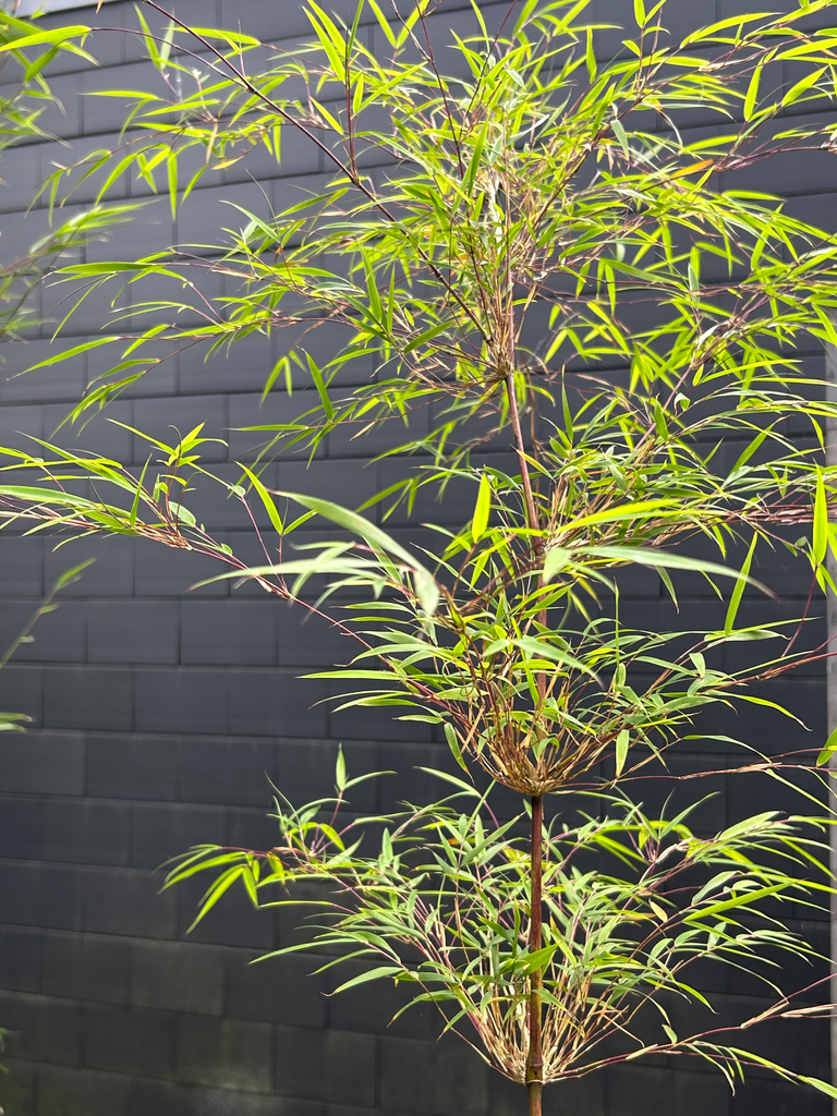 Chusquea (sp. floraison)  2019 BBM20-BR255