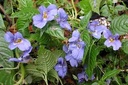Impatiens 'Namchabarwensis'