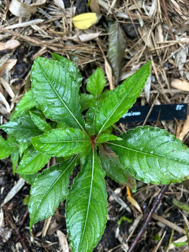 Impatiens omeiana 'Speciosa'