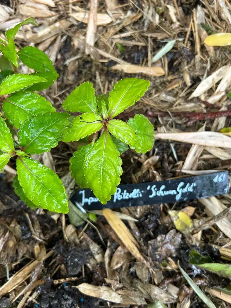 Impatiens pritzelii 'Sichuan Gold'