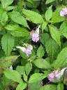 Impatiens uniflora