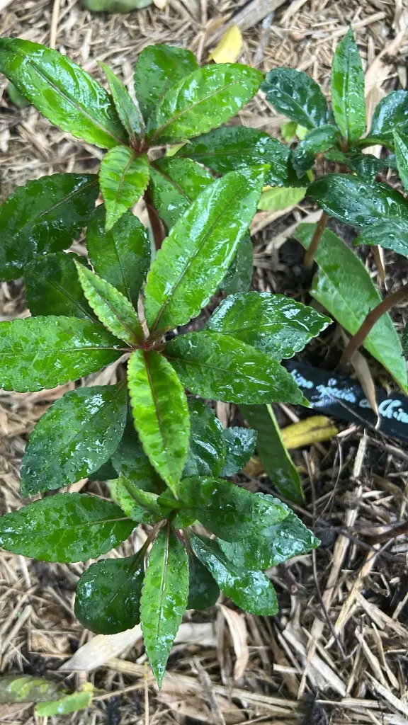Impatiens species ex China Darrell Probst