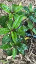 Impatiens species ex China Darrell Probst