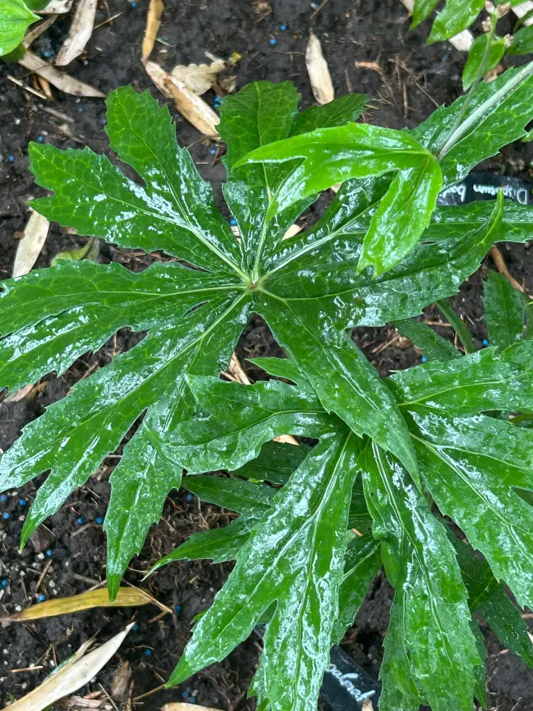 [127] Syneilesis aconitifolia