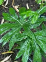 Syneilesis aconitifolia