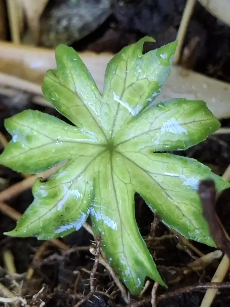 Syneilesis palmata 'New Kikko'