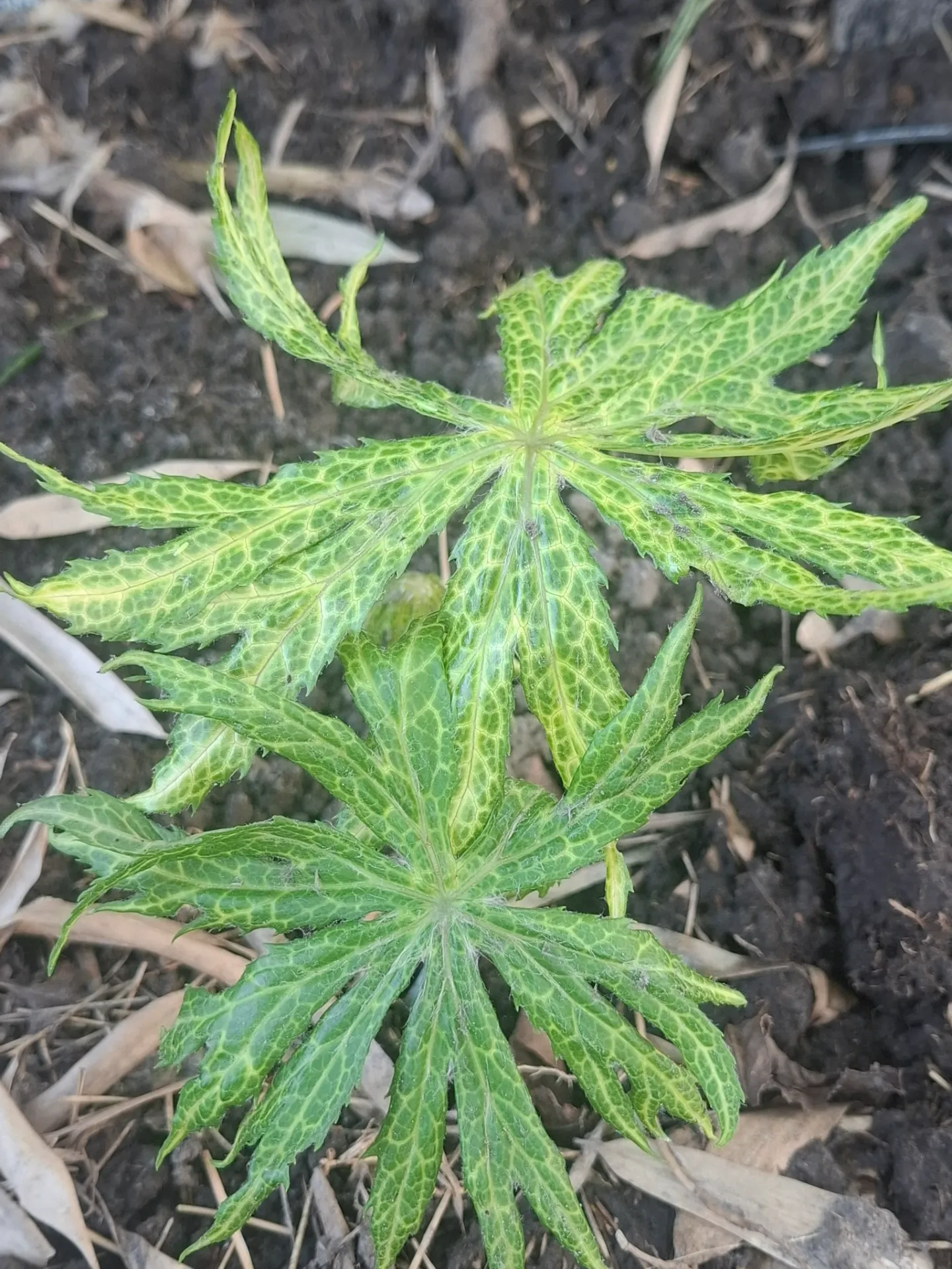 Syneilesis palmata 'New Kikko'