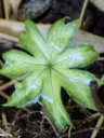 Syneilesis palmata 'New Kikko'