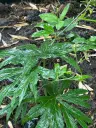 Syneilesis palmata 'New Kikko'