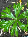 Syneilesis palmata