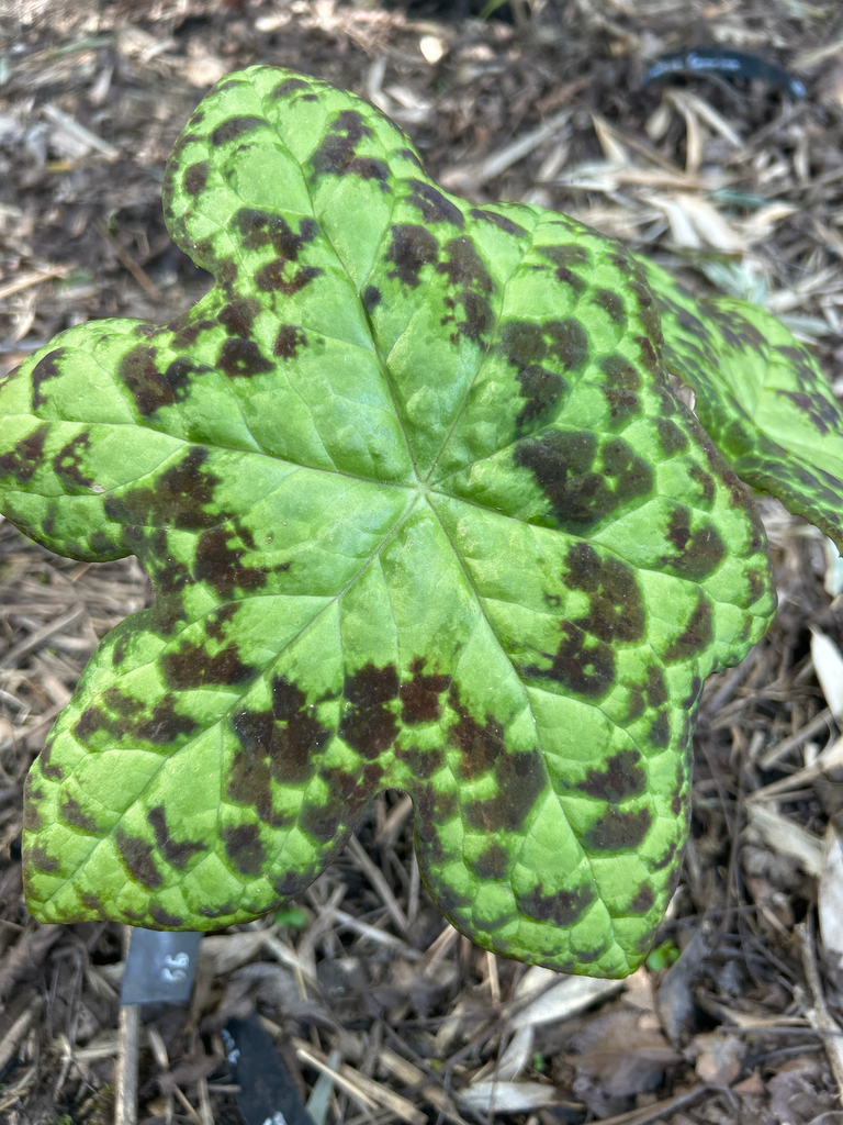 Podophyllum 'Spotty Dotty'