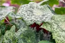 Podophyllum 'Spotty Dotty'