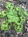 Podophyllum 'Spotty Dotty'