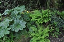Podophyllum versipelle