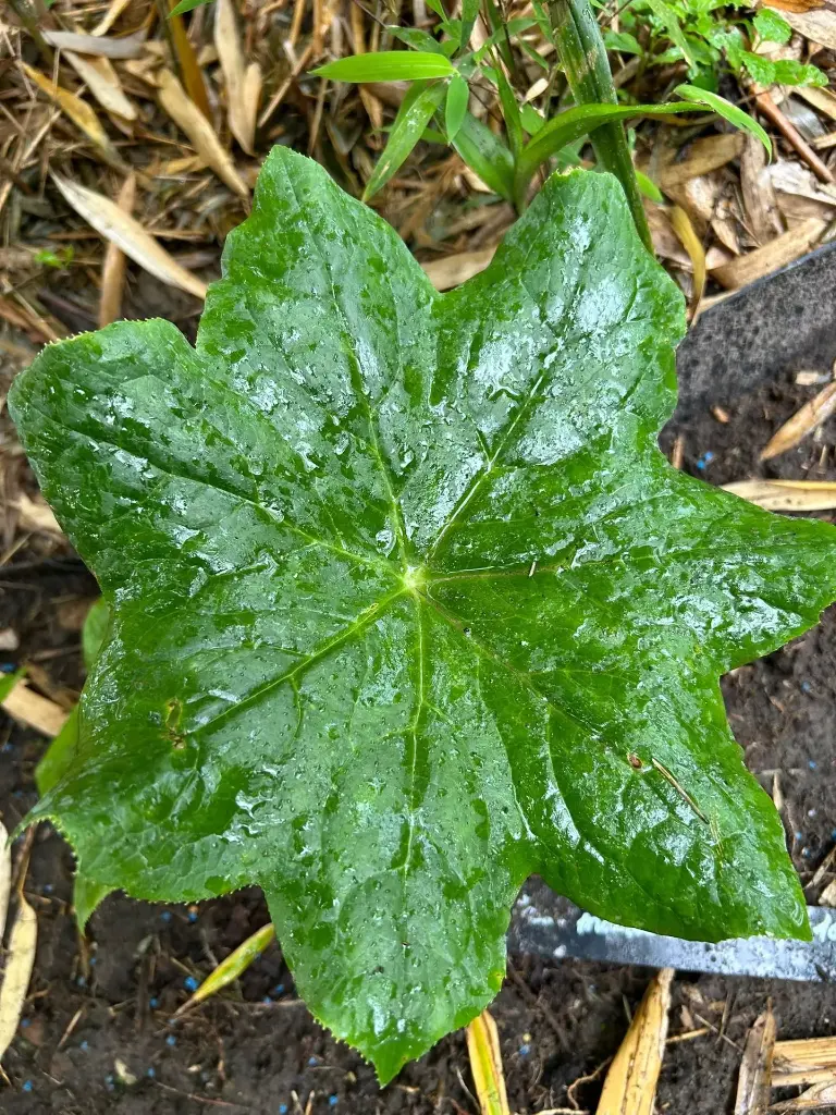 [164] Podophyllum mairei (syn. Dysosma aurantiocaulis)
