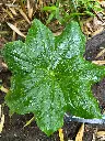 Podophyllum mairei (syn. Dysosma aurantiocaulis)